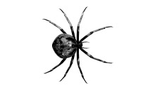 SpiderSpider
