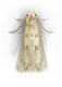 Clothing Moth Top View